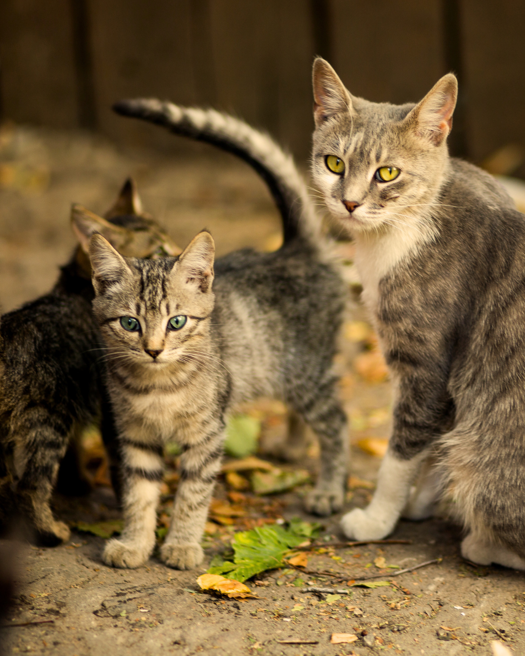 Stérilisation chats