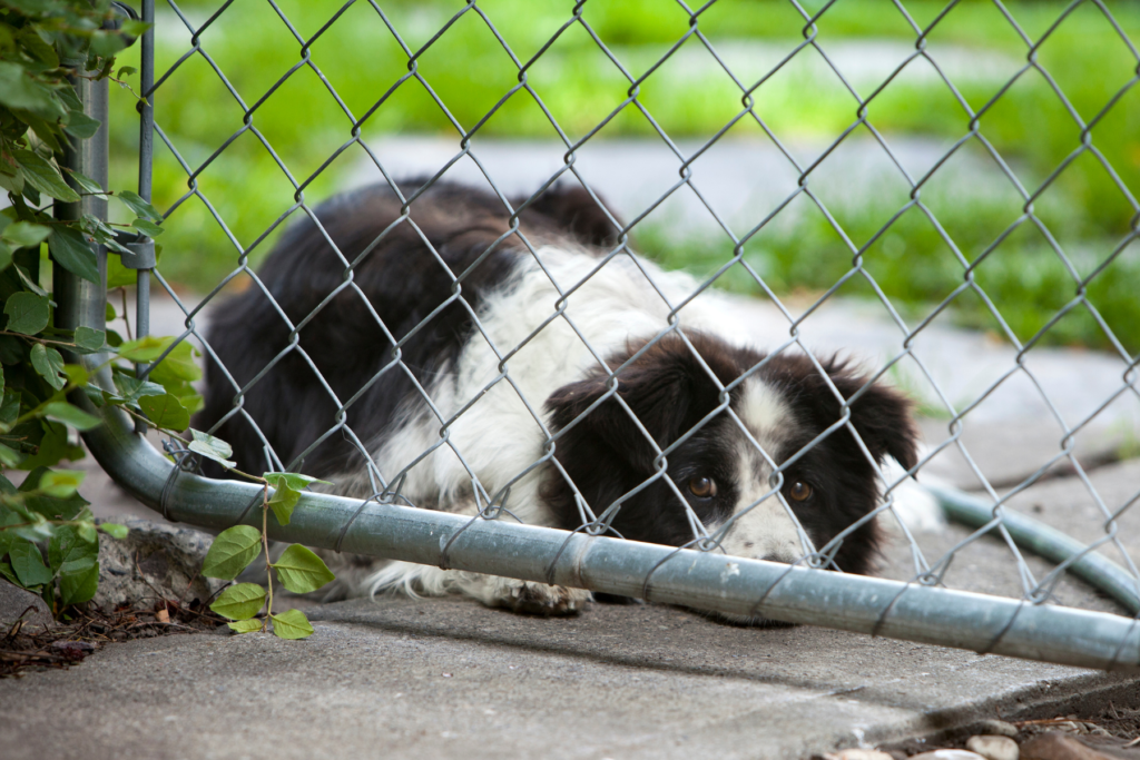 Border collie, s'ennuyant dans son jardin clos