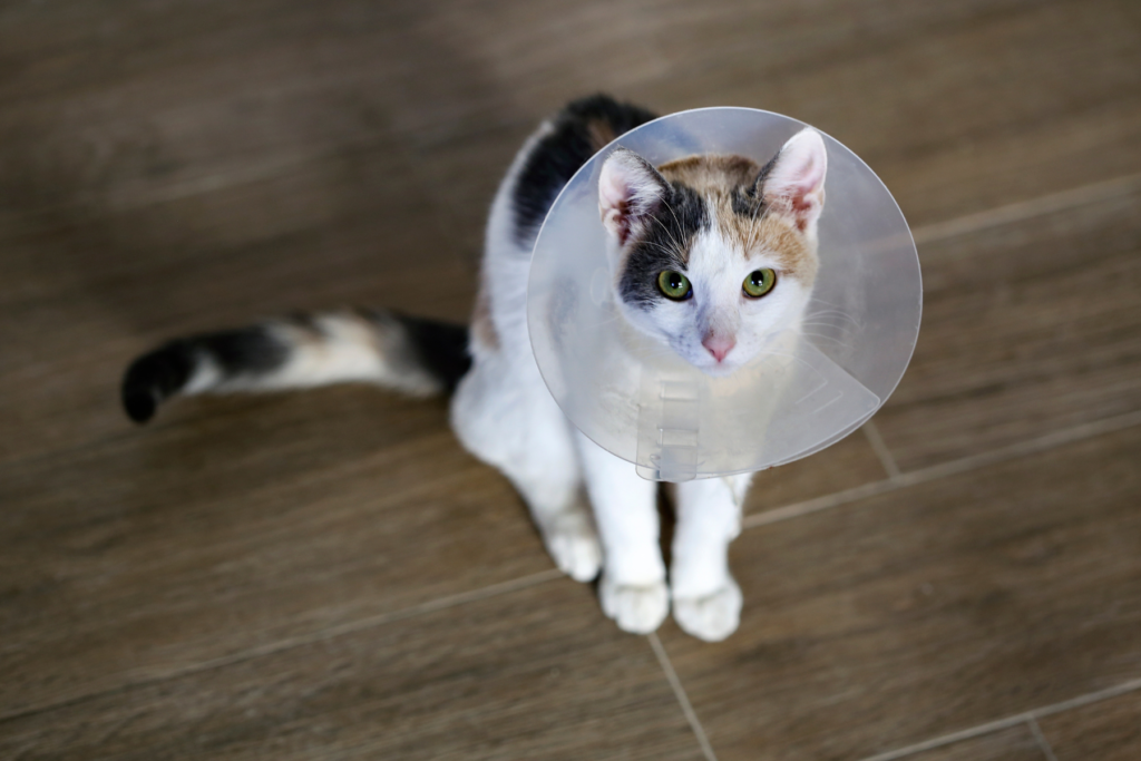 chatte tricolore qui porte une collerette 