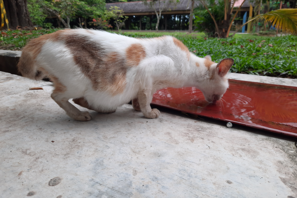 chatte rousse et blanche gestante en état de malnutrition buvant de l'eau dehors