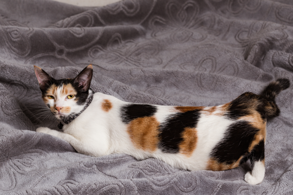 chatte tricolore en chaleur sur un drap floqué gris 