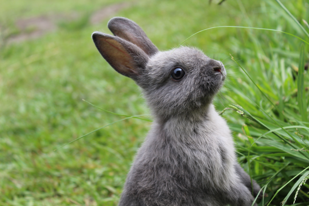 Lapin gris se promenant dans l'herbe verte