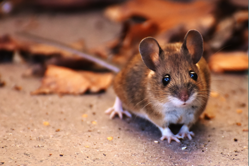 Petite souris regardant l'objectif de la camera sur le sol autour de feuilles d'arbres 