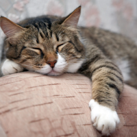 Chat panier retraite