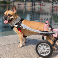 chien handicapé